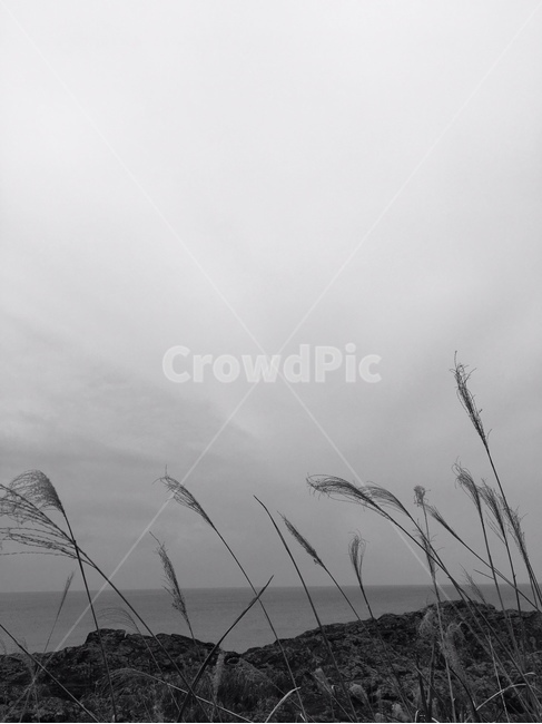 바다,흑백,섬,제주도,갈대,자연,풍경,nature,landscape,흑백,모노톤,monochrome,black and white,plant,식물,grass,잔디,lawn,reed