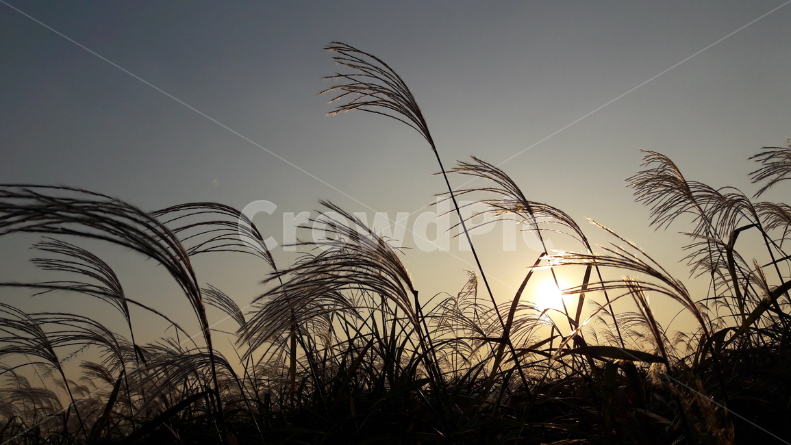 가을,갈대,하늘,붉은,저녁놀,가을,계절,fall,autumn,season,자연,풍경,nature,landscape,식물,plants,grass,잔디,plant,lawn