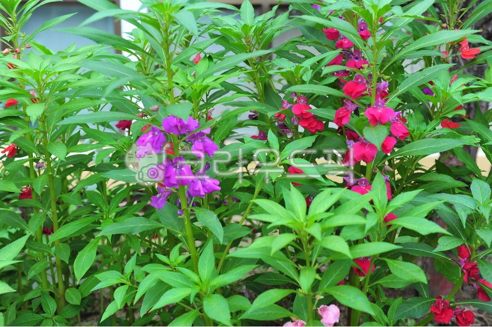 flowers,innocence,impatiens,nature,pure,summer,flower,balsam,plants,plant,summerflowers,summer flowers