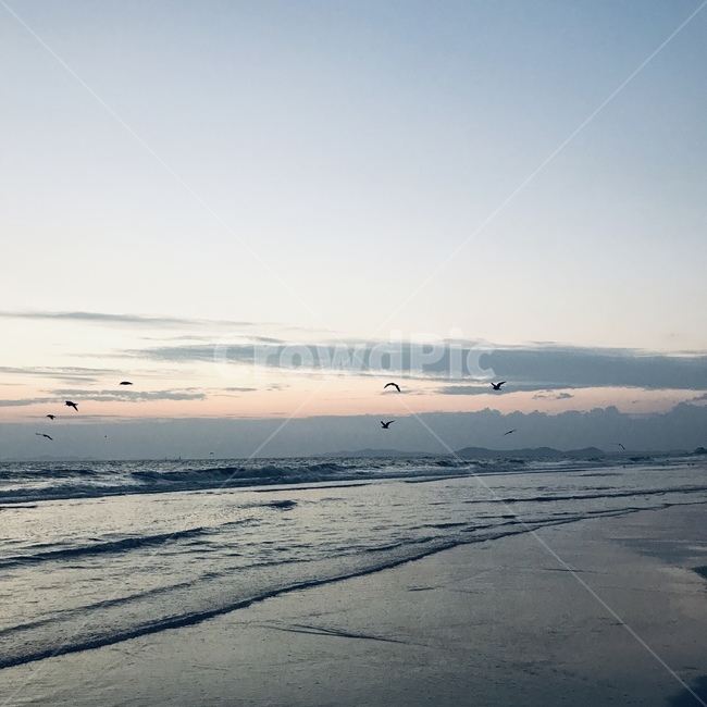 해변,nature,자연,풍경,scenery,새,bird,animal,동물,자연,풍경,nature,landscape,outdoors,옥외