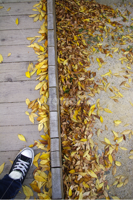 가을,fall,식물,plant,단풍,잎,낙엽,가을,계절,fall,autumn,season