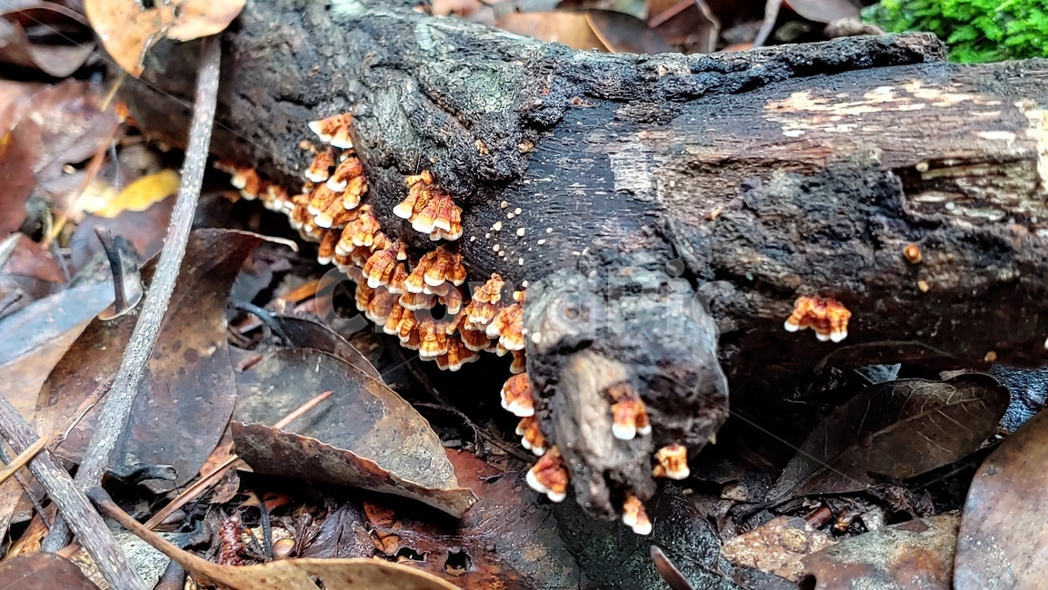버섯,야생버섯,독버섯,afieldmushroom,setas,버섯,mushroom