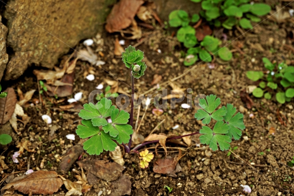 매발톱꽃,봄,꽃봉우리,columbine,bud,leaves,beforeflowering,nature,plant,식물,자연,plants,nature,꽃,flower