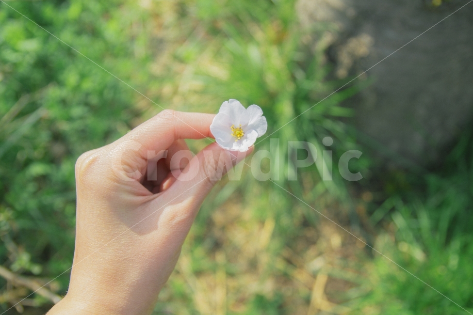 봄,벚꽃,산책,감성,감성사진,여름,걷기,길,휴식,힐링,식물,자연,plants,nature,꽃,flower,사람,인물,인간,human,person,감성,sensible,feeling