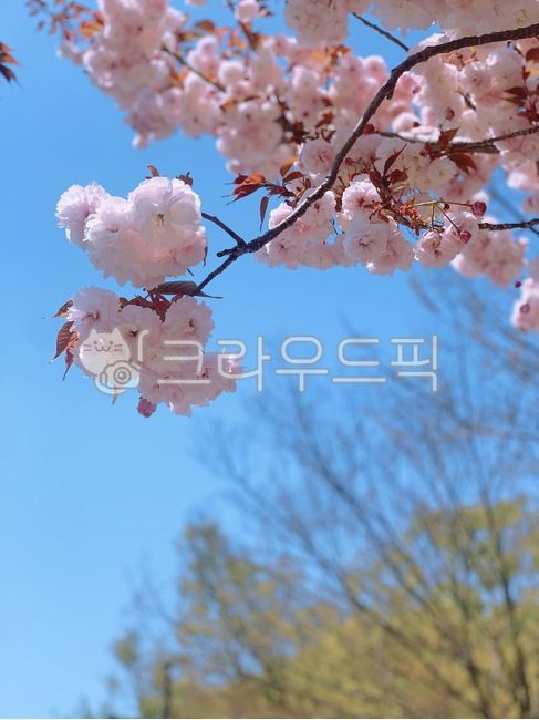 spring flowers,Double cherry blossoms,cherry,Cherry Blossom,cherry blossom background,spring cherry blossoms