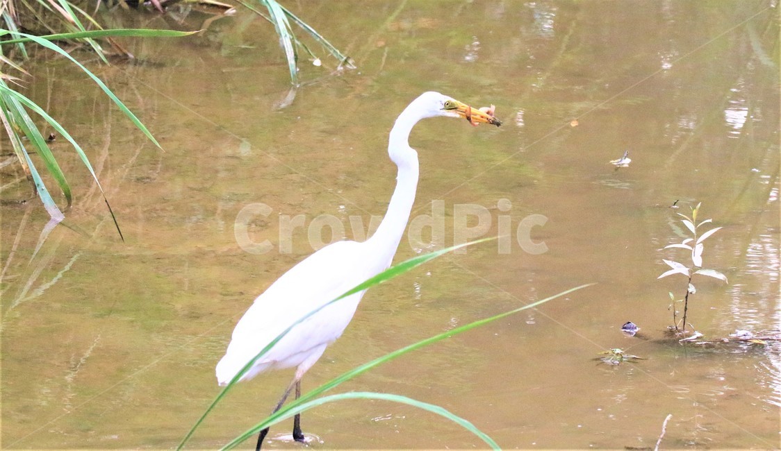 새,bird,동물,사냥,백로,동물,animal,조류,새,birds