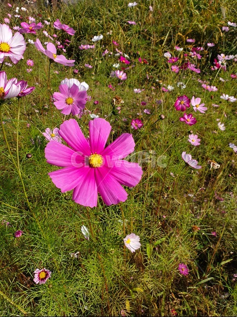 코스모스,꽃,가을,식물,꽃잎,식물,자연,plants,nature,꽃,flower