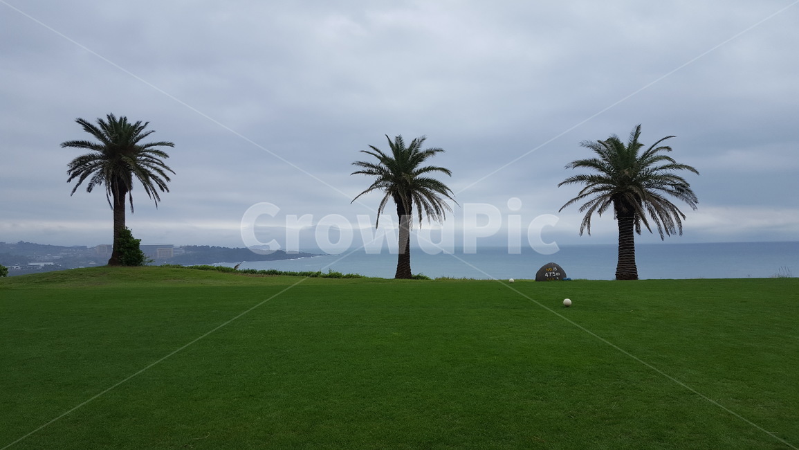 해안가,골프코스,야자수,바다,정경,풍경,자연,풍경,nature,landscape,grass,잔디,plant,식물,lawn