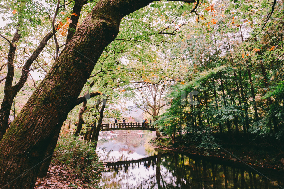 풍경,배경,가을,단풍,등산,전라도,내장산,background,scenery,autumn,maple,mountain,계절,fal,lseason,자연,nature,landscape,한국자연풍경,한국자연경관,koreanaturelandscape,한국전통,한국문화,koreantraditional,koreanculture,사람들,대중,군중,other,people,crowd,물들다,반영,백암사,오색,명소,배경화면,자연,풍경,nature,landscape,한국자연풍경,한국자연경관,korea nature landscape,감성,sensible,feeling,휴식,힐링,rest,relaxation,healing,tree,나무,plant,식물,outdoors,옥외,tree trunk,나무 줄기,water,물