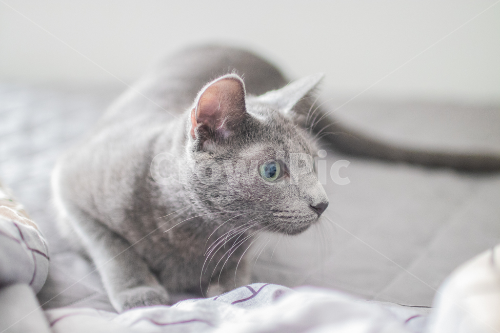 고양이,러시안블루,cat,동물,냐옹이,animal,russianblue,lovely,동물,animal,포유류,mammal,고양이,cat,kitten,kitty