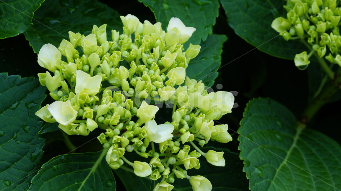 수국,꽃,꽃사진,식물,자연,식물,자연,plants,nature,꽃,flower
