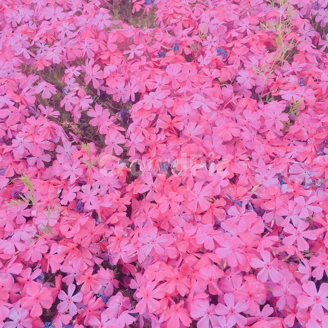 꽃잎,꽃,진달래,식물,flower