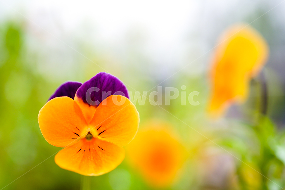 식물,plant,꽃,flower,팬지,pansy,식물,자연,plants,nature,꽃,flower