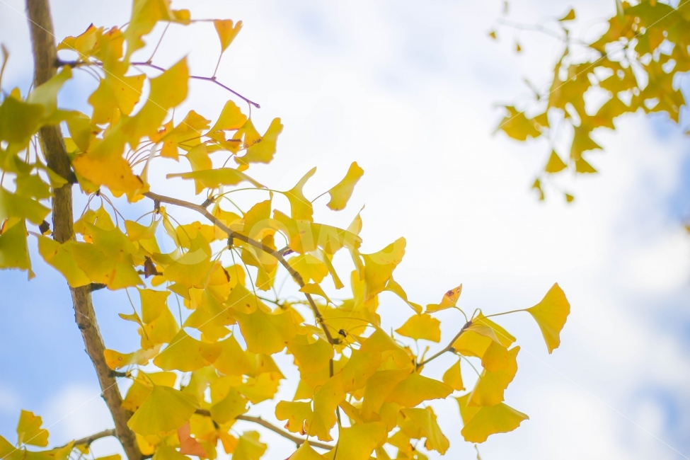 은행나무,단풍,가을,노랑색,나무,자연,가을,계절,fall,autumn,season,식물,자연,plants,nature,leaf,잎,plant