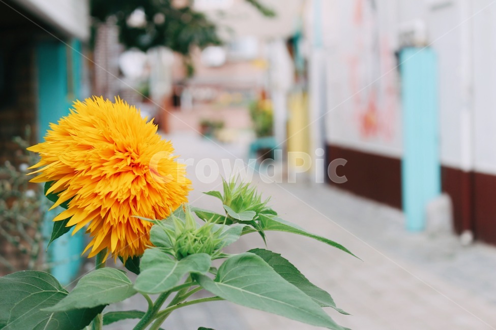 해바라기,노랑,청량,여름,골목,꽃,식물,자연,plants,nature,꽃,flower