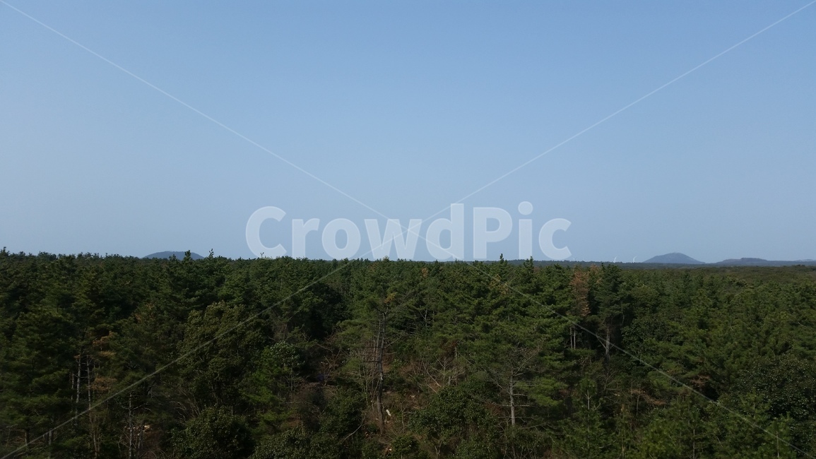 숲,하늘,나무,자연,곶자왈,forest,wood,grove,덤불숲,삼림지,woodland,thicket,깊은숲,삼림
