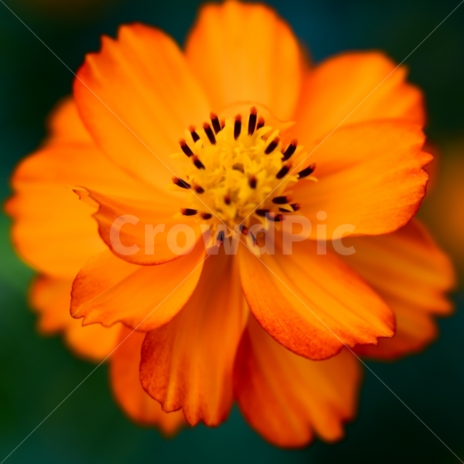 꽃,코스모스,flower,접사,풍경,스냅,가을,계절,fall,autumn,season,식물,자연,plants,nature,꽃,flower,plant