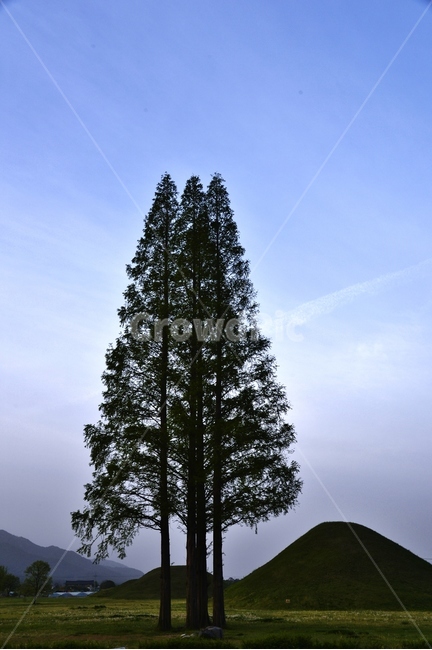 자연,tree,나무,식물,전나무,plant