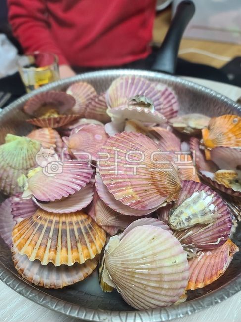 가리비,가리비찜,술안주,조개찜,해물찜,국산가리비,대합,clam,해양생물,해물,음식,invertebrate,seafood,sealife