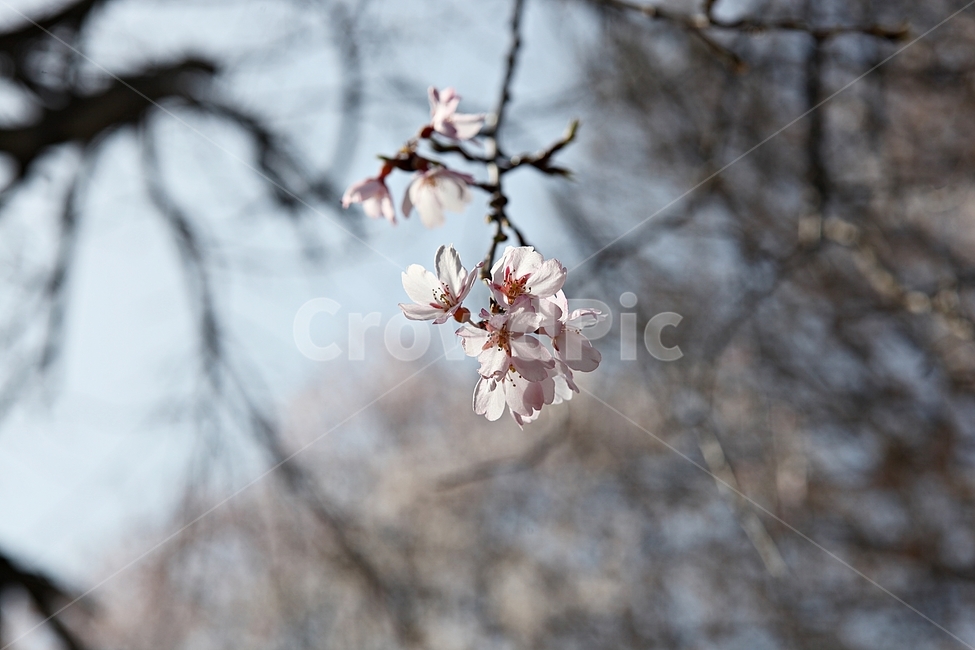 벗꽃,벗나무,꽃,봄꽃,벗꽃잎,꽃잎,식물,자연,공원,식물,자연,plants,nature,꽃,flower