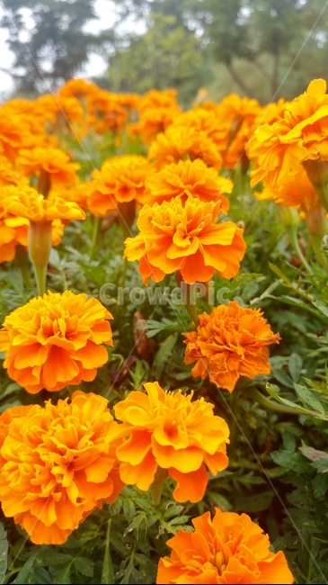 금잔화,들꽃,꽃,가을꽃,여름꽃,꽃밭,거리,둘레길,산,메리골드,marygold,식물,자연,plants,nature,꽃,flower
