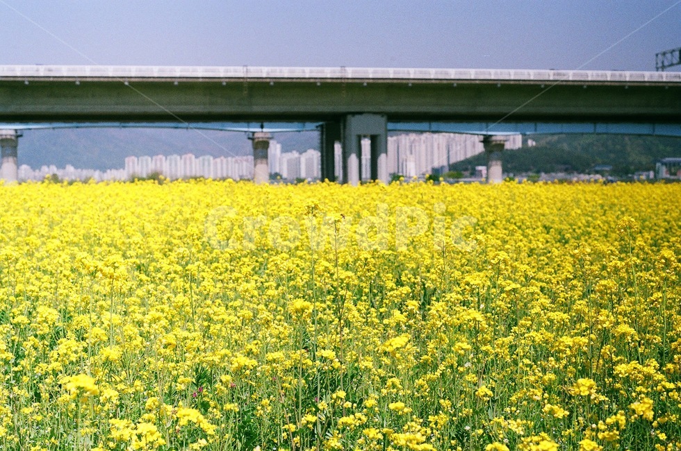 대저생태공원,유채꽃,꽃밭,봄,꽃,flower