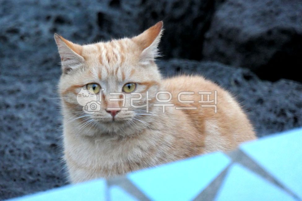 Korean Shorthair,Cheese cat,stray cat,cat,yellow cat,nose short,animal