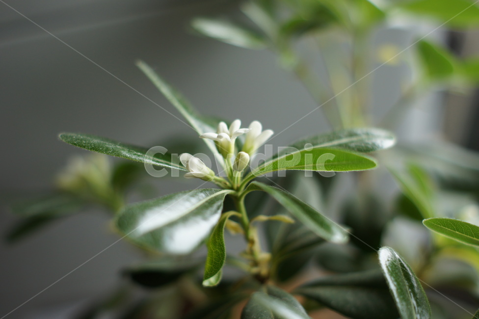 녹색,화초,꽃,선인장,꽃봉우리,식물,자연,plants,nature