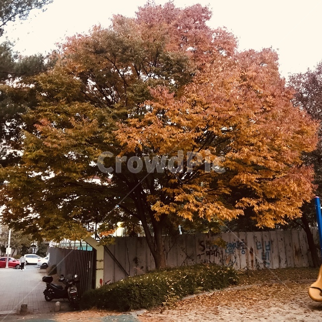 단풍,가을,나무,낙옆,빈티지,가을,계절,fall,autumn,season,tree,plant,식물