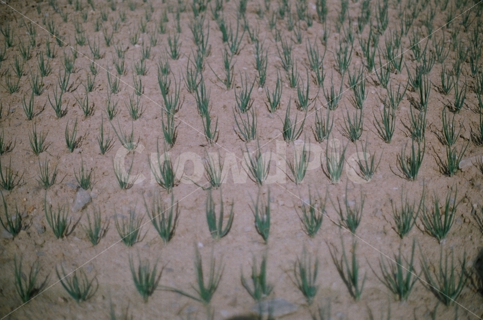 봄,농사,시골,풀,식물,논,밭,전원,풍경,시골,마을,풍경,landscape,country,rural,town
