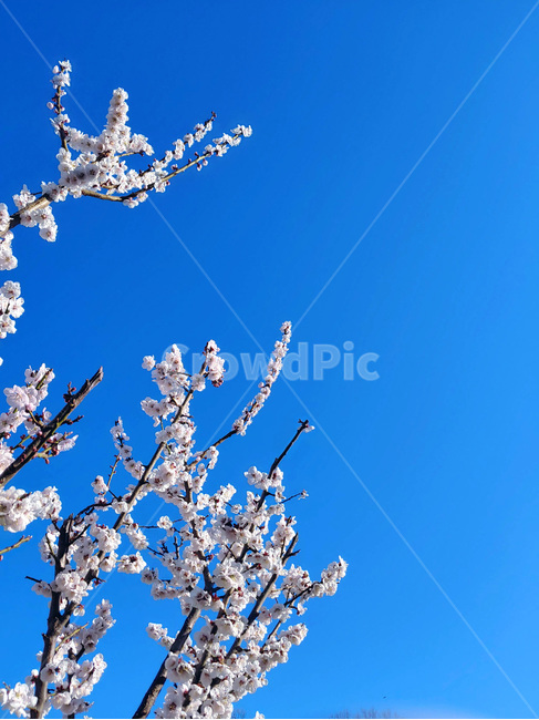 plant,blossom,flower,nature,자연,매실,꽃,식물,매실꽃