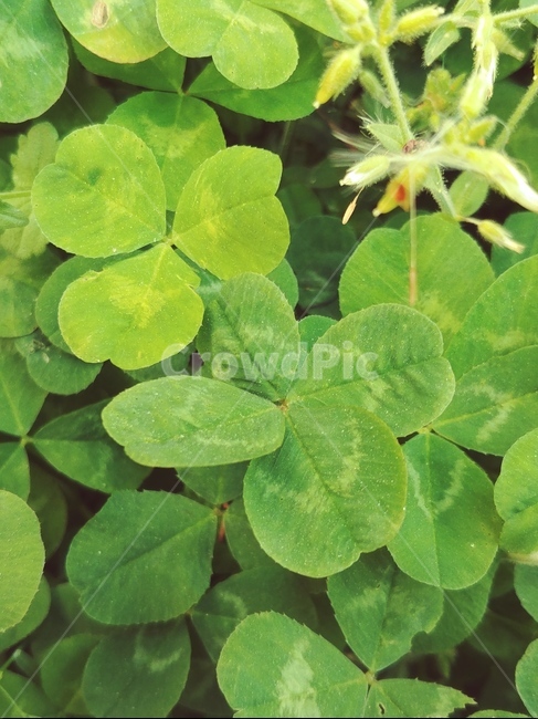 행운,네잎클로버,클로버,공원네잎,크로버,식물,자연,plants,nature