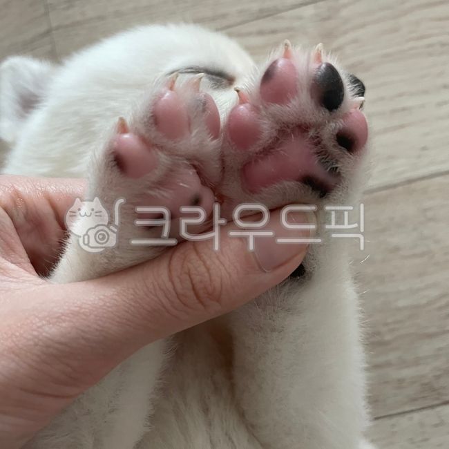 강아지,강아지발바닥,발바닥,아기강아지,애기강아지,반려동물,반려견,애완동물,애완견