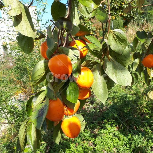 홍씨감,감,감열매,열매,가을,감잎,식물,자연,plants,nature,과일,열매,fruit