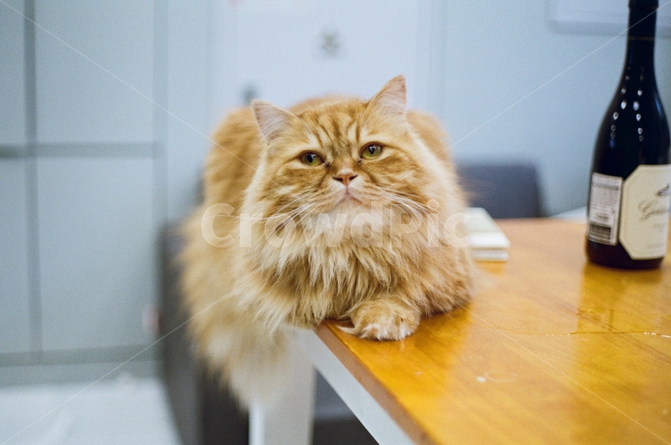 고양이,페르시안,식빵,냥,냥이,필름사진,동물,animal,포유류,mammal,고양이,cat,kitten,kitty