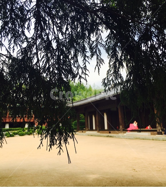 한옥,traditional,나무,풍경,전통,마당,전통집,한복,tree