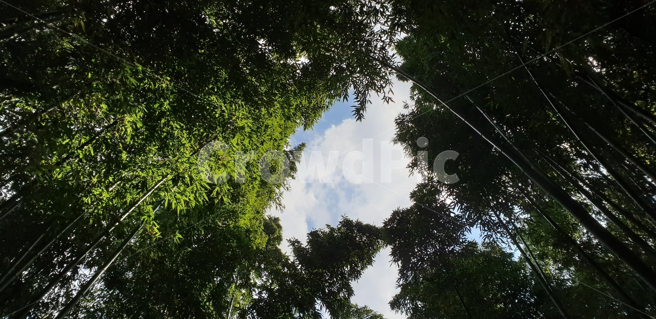 대나무숲,태화강십리대숲,울산,태화강국가정원,하늘,구름,자연,풍경,nature,landscape,나무,trees,wood