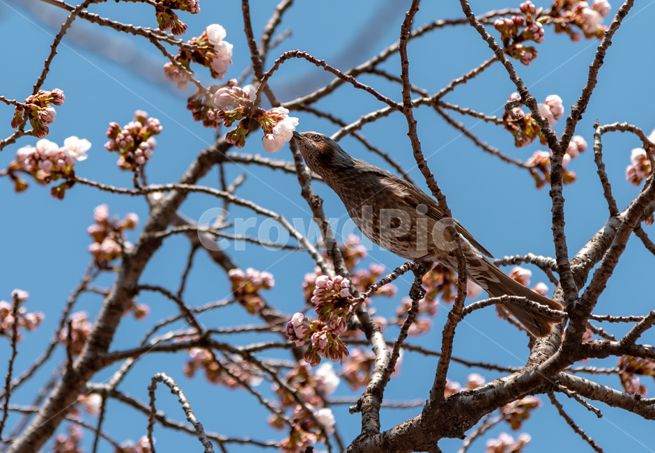 벚꽃,새,봄,찰나,하늘,순간,포착,꿀,조류,꽃,동물,봄,계절,spring,season,식물,자연,plants,nature,꽃,flower,동물,animal,조류,새,birds,bird