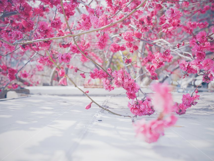 봄,홍매화,매화,꽃,가지,봄,계절,spring,season,식물,자연,plants,nature,꽃,flower,plant,blossom