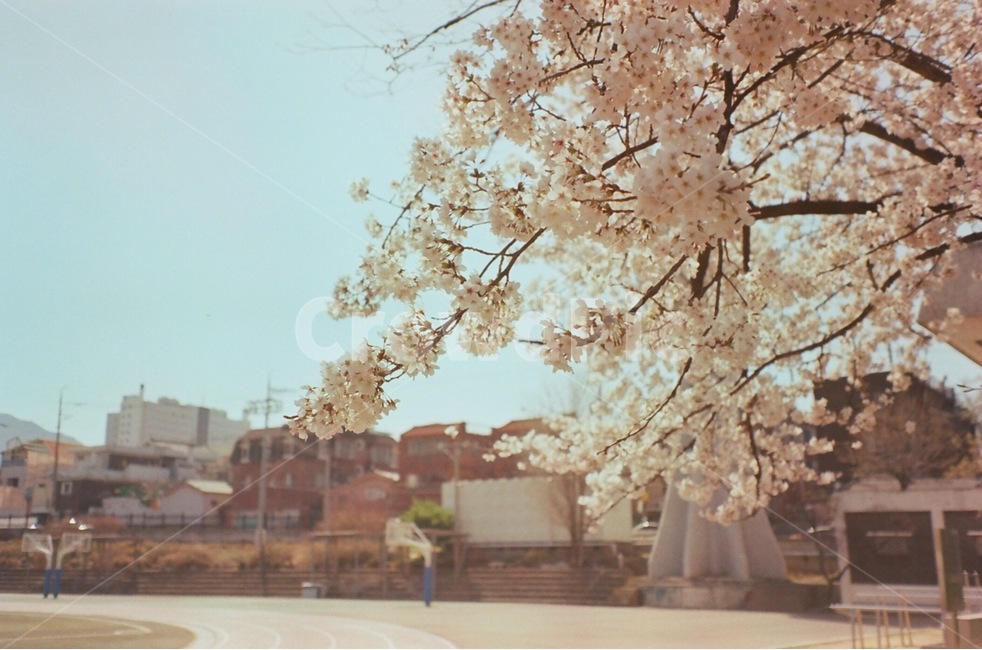 벚꽃,봄,필름사진,감성,cherryblossoms,만개,아련함