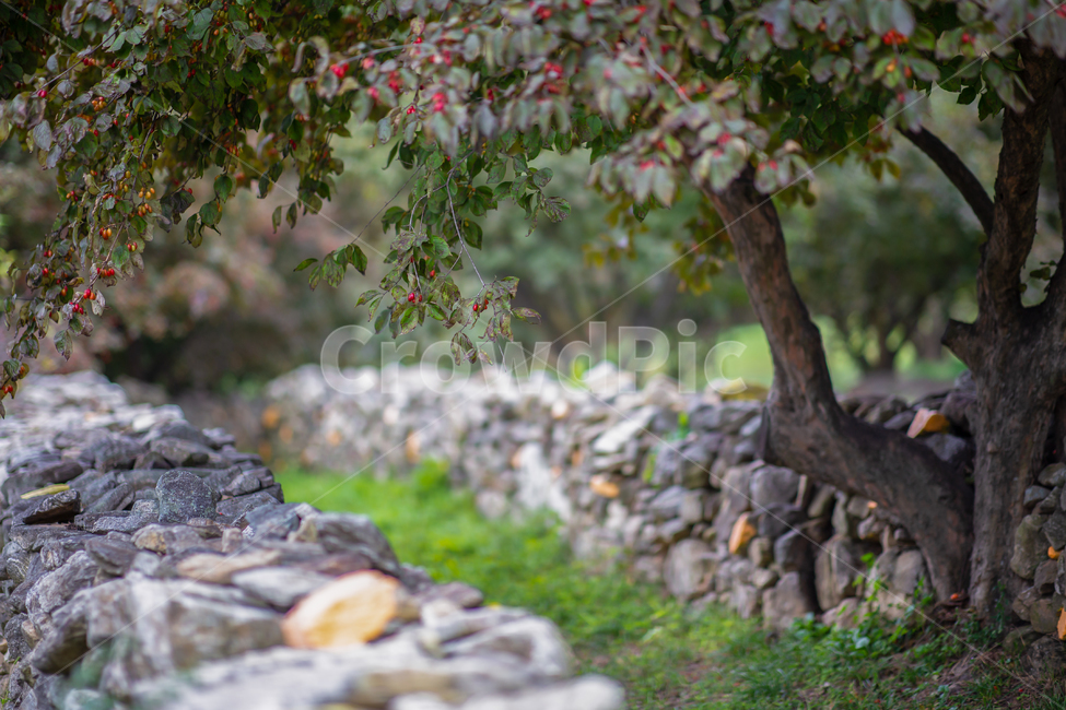 풍경,산수유,마을,열매,산수유열매,시골,농촌,나무,산수유나무,이천,농로,산책,전원,전원생활,아침,여유,식물,돌담,돌담길,돌,담,담장,가을,산책로,산책길,배경,cornusfruit,wall,fence,tree,plant,village,country,stone,나무,trees,wood,과일,열매,fruit