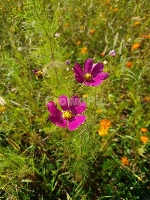 blossom,geranium,코스모스,가을,가을꽃,가을들판,9월,10월,핫핑크,자주빛,자주색코스모스,자주색꽃,핫핑크꽃,식물,자연,plants,nature,꽃,flower