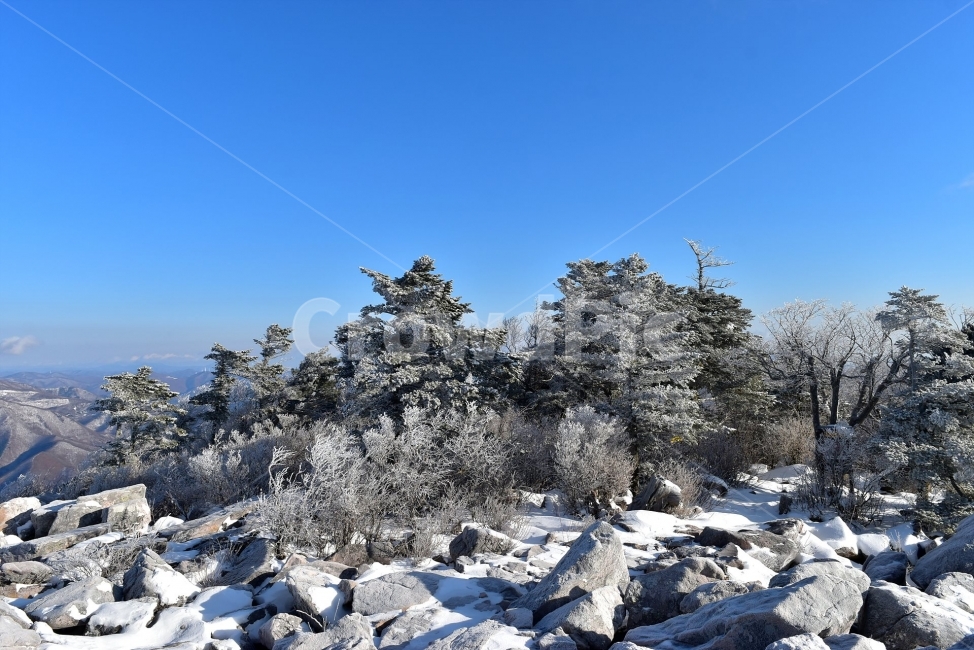 태백산,설경,상고대,눈꽃,풍경,겨울,겨울왕국,서리꽃,눈,천제단,자연,스포츠,등산,산행,nature,snow,설국,겨울풍경,느낌,아름다운,신비로운,경이로운,다큐,필,디자인,힐링,명산,국립공원,순백,landscape,winter,season,영산,문수봉,돌탑,조망,주목,겨울,계절,winter,season,자연,풍경,nature,landscape,한국자연풍경,한국자연경관,korea nature landscape,tree,나무,plant,식물,abies,아비,fir,전나무