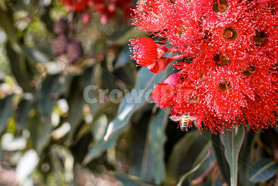 식물,plant,곤충,벌,bee,식물,자연,plants,nature,꽃,flower