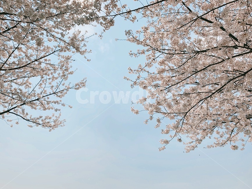 벚꽃,꽃,봄,사쿠라,자연,봄,계절,spring,season,plant,식물,blossom,flower,cherry blossom