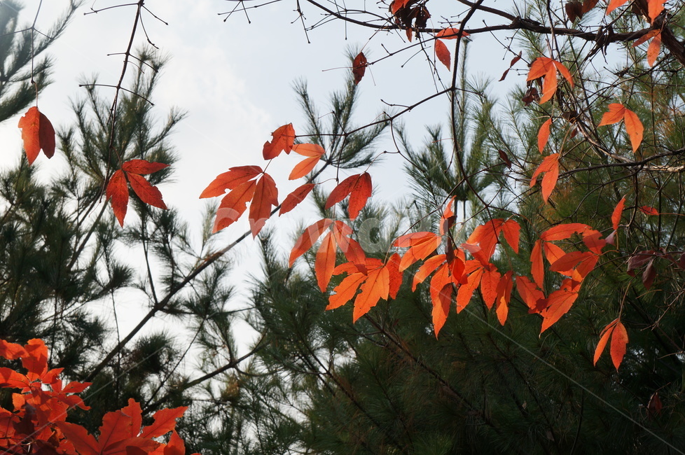 붉은단풍,가을,가을햇살,대비,맑음,단풍,찬란,홍단풍,가을,계절,fall,autumn,season,leaf,잎,plant,식물,tree,나무,maple