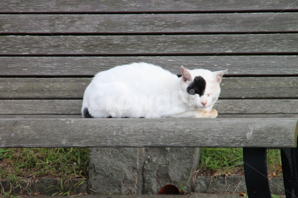 고양이,낮잠,벤치,동물,cat