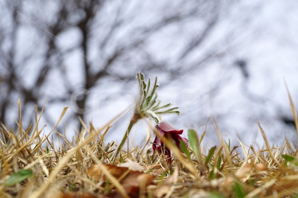 할미꽃,꽃,플라워,봄,자연,식물,flower,spring,nature,접사,macro,클로즈업,closeup,tree,숲,숲속,산림,삼림,조경,plants,봄꽃,감성,힐링,풍경,landscape,식물,자연,plants,nature,꽃,flower