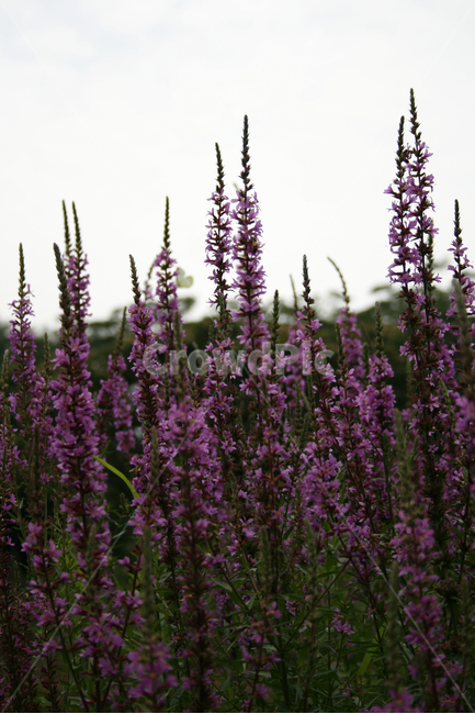 부처꽃,식물,flower,plants,nature,꽃,꽃봉오리,꽃밭,식물,자연,plants,nature,꽃,flower