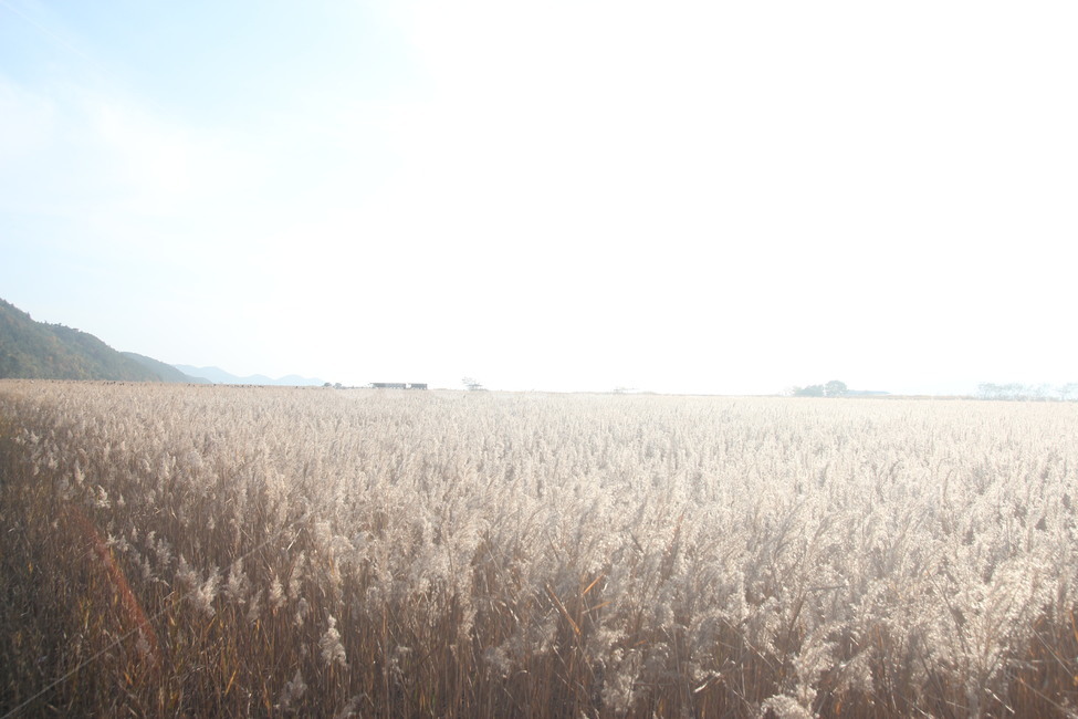 갈대,순천만,순천만갈대,들판,reed
